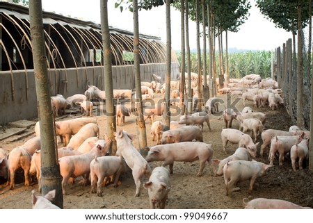 pigs in the farm with trees around it
