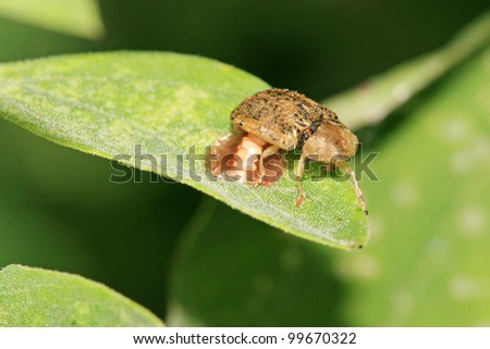 an insect is laying eggs on a green leaf, north china