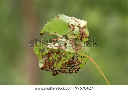 a leaf bitten by small insect
