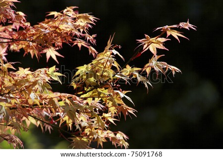 Maple Leaves against dark back ground, Taipei, Taiwan