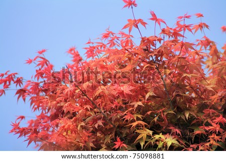 Red Maple Leave with blue sky, Taipei, Taiwan