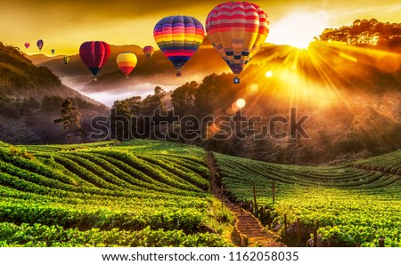 Colorful hot air balloons and misty morning sunrise in strawberry garden.