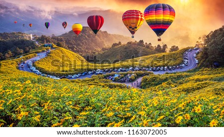 Colorful hot air balloons flying over Mexican sunflower Field with sunset, Mae Hong Son Province, Thailand.