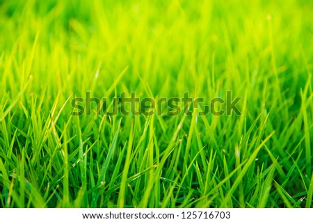 Vibrant green grass close-up with DOF focus.