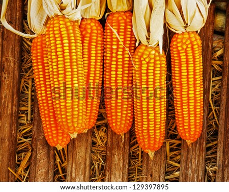 Dried corn on cobs Dried corn on cobs
