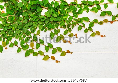 Green creeper plant growing on the white wall surface.
