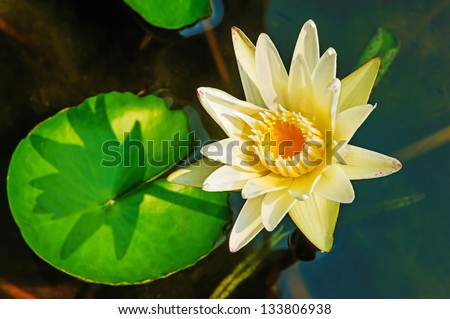 white lotus and shadow leaf
