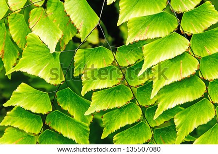 green fern leaves background,Himalayan maidenhair fern leaves