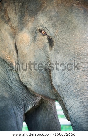 Asian elephants face and eyes.