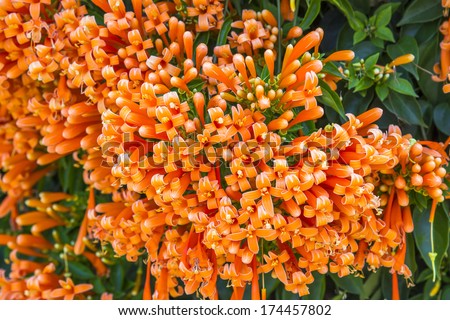 Close up Orange trumpet, Flame flower, Fire-cracker vine on the