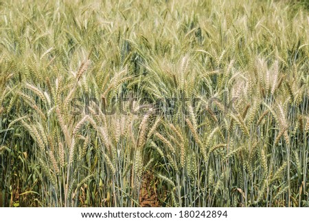 Barley field ready for harvest growing in a farm field