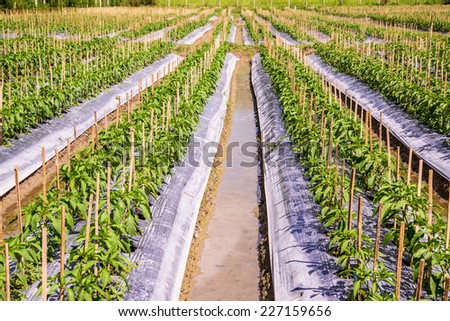 Organic young peppers farm.