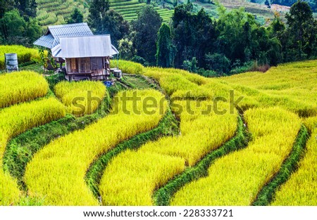 Golden real rice filed