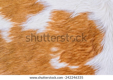 Cow fur (skin) texture.