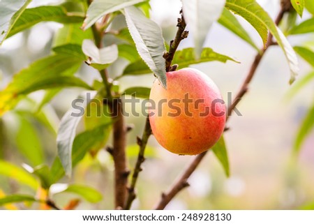 Orange plum (peach) tree with fruits growing in the garden