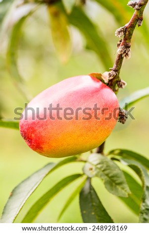 Orange plum (peach) tree with fruits growing in the garden