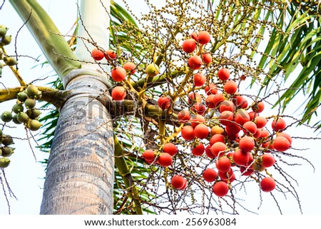 Cyrtostachys renda (Sealing wax palm, Lipstick palm, Raja palm, Maharajah palm) , ornamental plant in gardens.