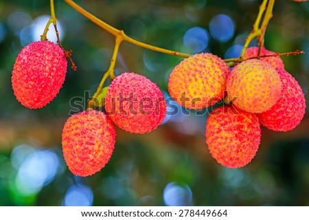 Lychee fruit on the tree in the garden of thailand, Asia fruit.