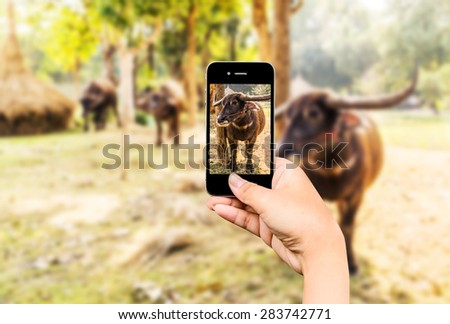 Smart phone taking photo of Thai Buffalo in rural,Thailand.