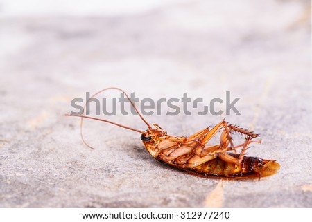 Dead cockroaches on floor