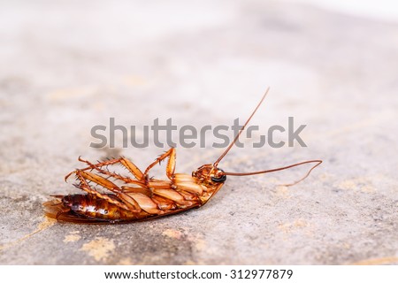 Dead cockroaches on floor