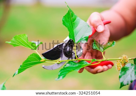 Pruning shears to cut the branches of mulberry