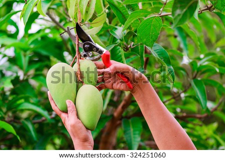 Pruning shears to cut the branches of mango.