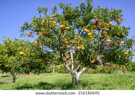 Orange trees in orange orchard. Orange groves, selective focus