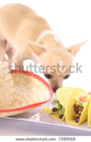 mexican chihuahua vertical
