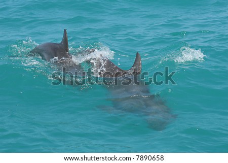 Double dolphin swim