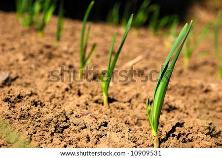green young plants on dry soil under bright sunlight