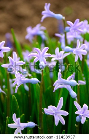 Flower Liliaceae - Scilla bifolia - blue tiny flower