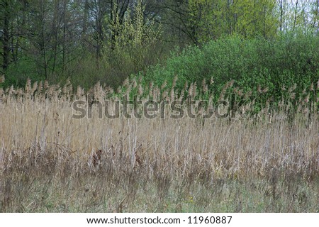 dry reed on the river bank with trees in background