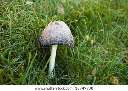 poison mushroom in green grass