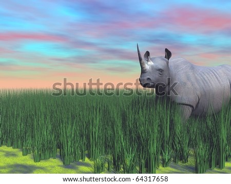 Rhinoceros in the South Africa savannah