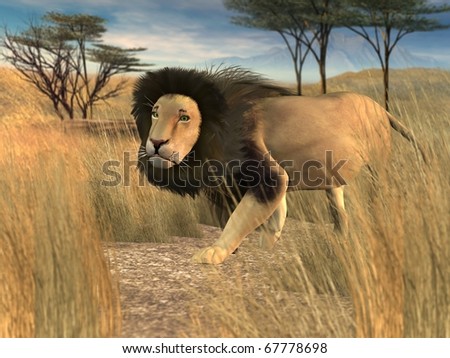 Lion stalking through long grass