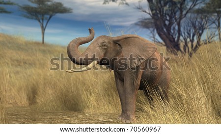 elephant in savanna