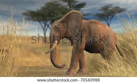 elephant in savanna