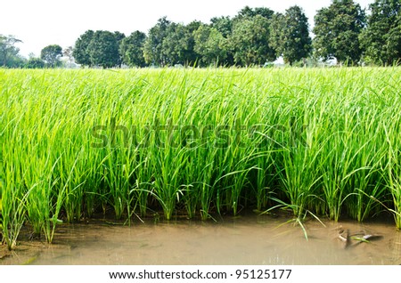 Water is a space between the rice. Space in the rice fields.