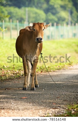 Brown cow stand on the road staring with rope at her nose isolated green background