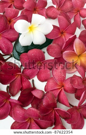 White frangipani flowers on many red frangipani flowers isolated white background
