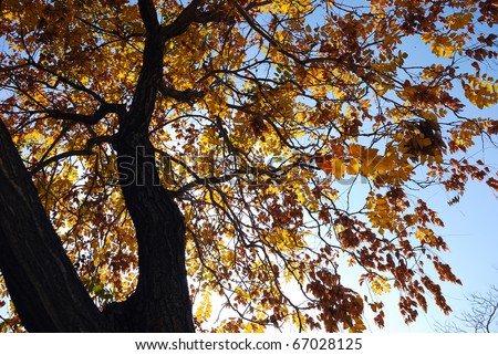 Tree in autumn with golden leaves  (direct from the camera with minimal touch ups - No filtration)