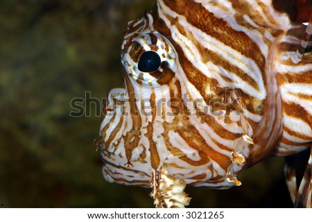 Lion Fish in the ocean