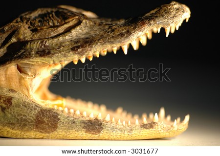 alligator head