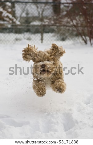 Cute puppy playing in the snow