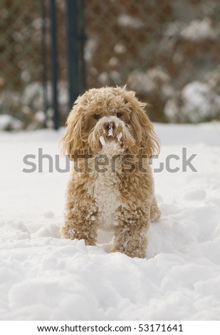 cute puppies playing in snow. stock photo : Cute puppy playing in the snow