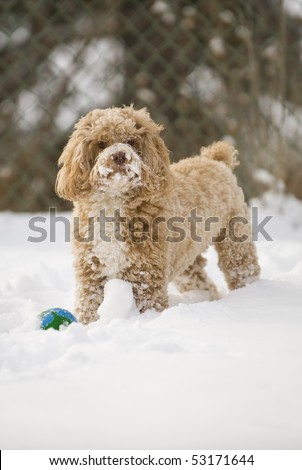 stock photo : Cute puppy playing in the snow