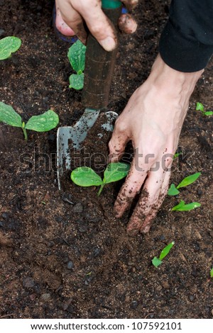 Young Squash plants being transplanted