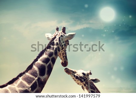 Two Giraffes, Mother And Child In Friendship Or Love Theme Image At Twilight