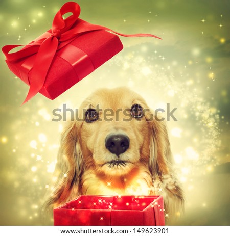 Dachshund dog opening a red magic box